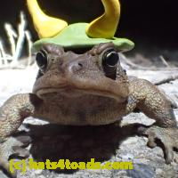 /home//u458753944/public_html/sourcegallery///Roxborough Toad Detour/2013-2019/2018/2018-03-29/P3290083.JPG